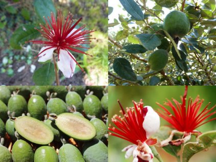 10867 acca sellowiana fejchoa sellowova 1