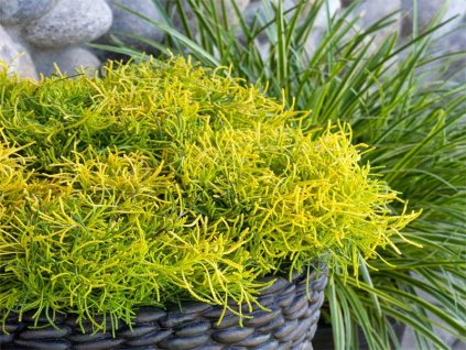 santolina lemon fizz santolina roasmarinifolia