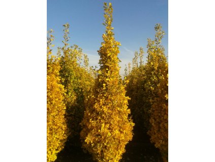 ginko biloba eiffel3