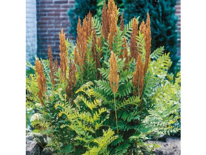 Osmunda Regalis - kráľovská papraď