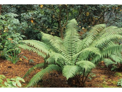 dryopteris wallichiana 02 131