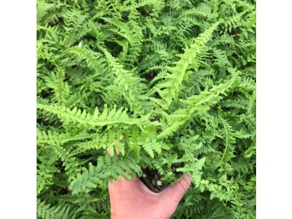 athyrium filix femina victoriae lady fern may3 scaled