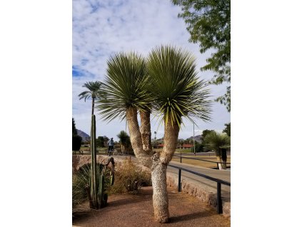 Yucca elata golf course