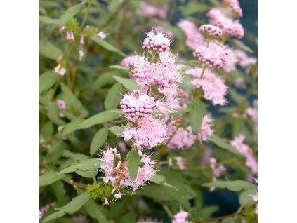 Caryopteris clandonensis Pink Perfection