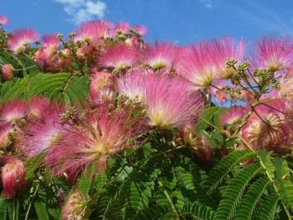 vyr 592 ALBIZIA JULIBRISSIN OMBRELLA 2