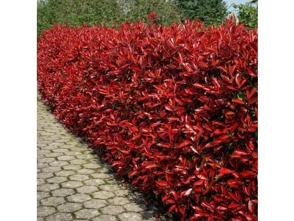 Červienka Photinia fraseri Red Robin