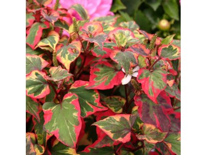 houttuynia chameleon