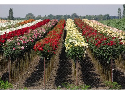 3 magastorzsu rozsa opt 0