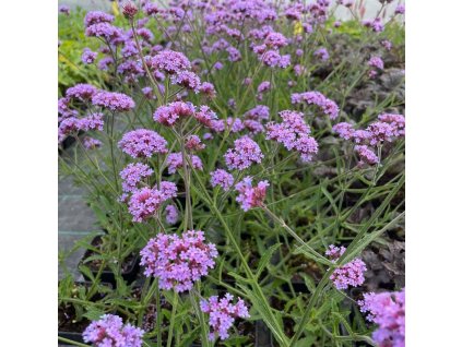 verbena bonariensis lollipop