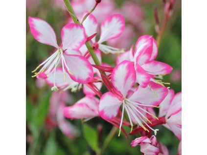 Gaura Rosy Jane