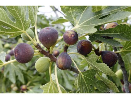 7 of the Best Cold Hardy Fig Trees Featured