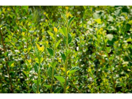 cotoneaster simonsii