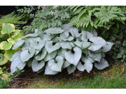 471d3da170dc9da9b80312306b22fc0b