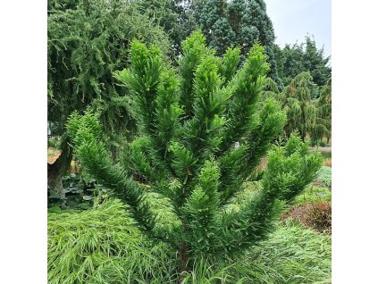 Taxodium PEVE MINARET -Novinka