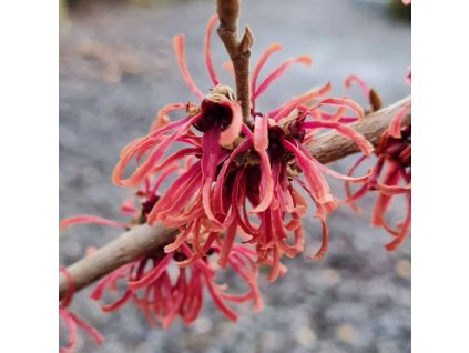 Hamamelis x intermedia Ruby Glow