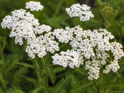 schafgarbe schneetaler m044521 w 4