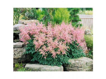 astilbe glaberrima sprite~3