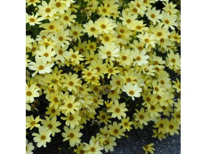 c5bd1f988d971ab3de8ff4777d99ffe0