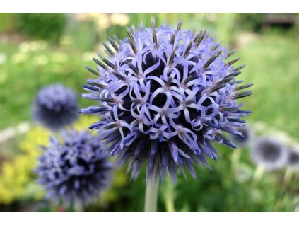banater kugeldistel taplow blue m044721 70065 0
