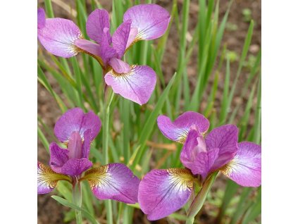 I Melton red glare sib circle