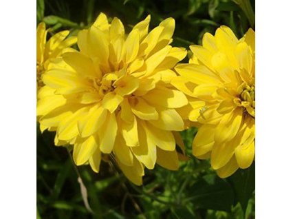 51bSACxTd0L. AC UF1000,1000 QL80