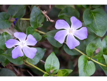 Vinca major Paul Asm X4h0slkUz9V6