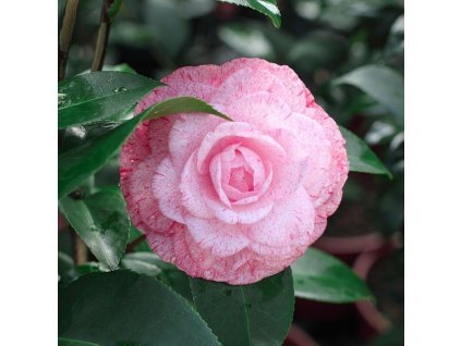 0d85fb882788174960e689dd5f1ea5e2