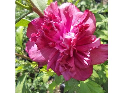 hibiscus syriacus french cabaret red ctr 3l