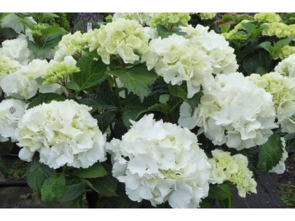 pol pl Hortensja ogrodowa Schneeball Hydrangea macrophylla Snowball OLBRZYMIE KWIATOSTANY 11977 4