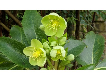 Corsican hellebore scaled