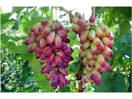 81cGrzG9hiL. AC UF894,1000 QL80