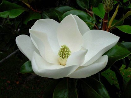 magnolia velkokveta little gem3