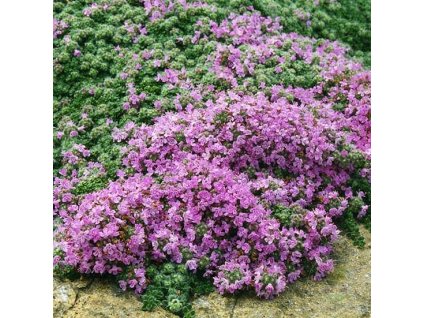 Thymus praecox Pseudolanuginosus- pôdopokryvná