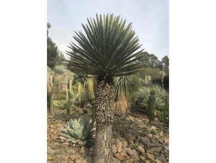 yucca carnerosana