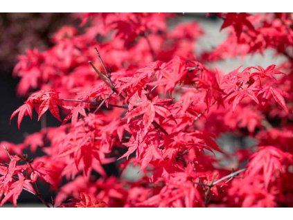 acer palmatum fireglow arce japones fireglow 800x800 045qONj
