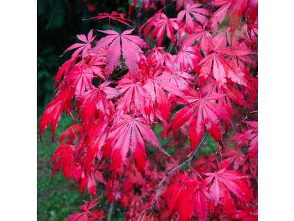 acer palmatum suminagashi tree p871 12548 image