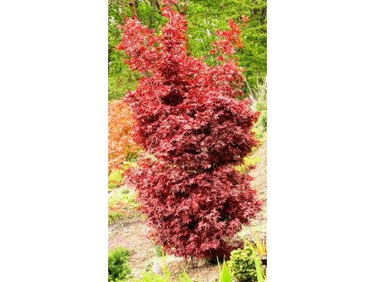 1 Acer palmatum Twomblys Red Sentinel 2 9 2