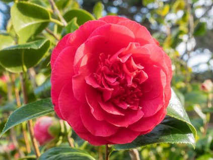camellia spring red