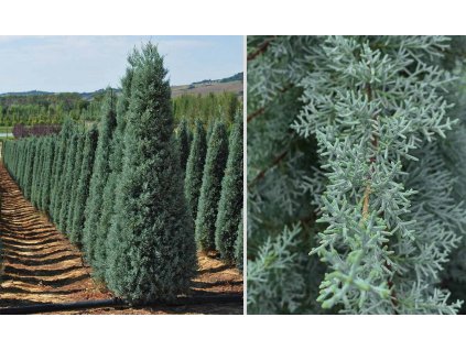 Cupressus arizonica-Cypruštek Arizonský Fastgiata 200-250cm