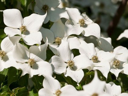 cornus kousa milky way