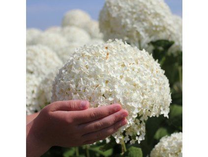Hydrangea arborescens Annabelle 0001983 2 68681