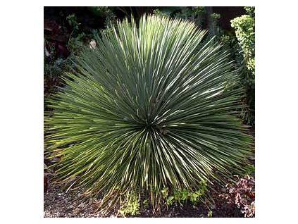 Yucca leararfolia