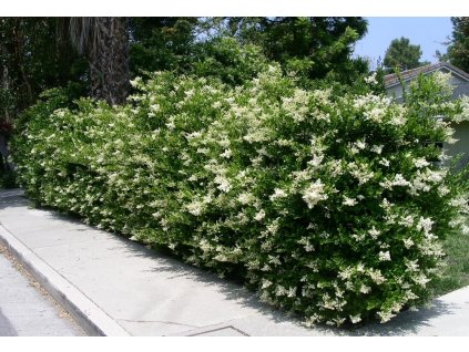 Ligustrum japonicum hedge 32671.1540321220