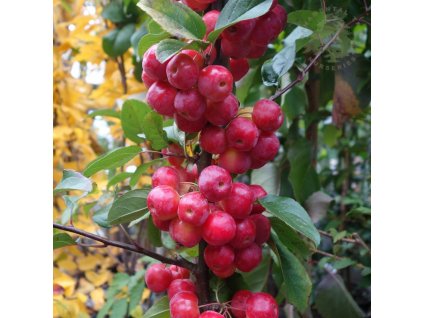 malus x robusta red sentinel tree p238 12965 image
