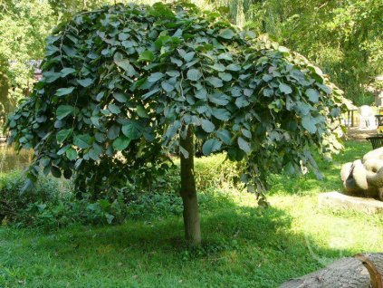 jilm lysy camperdownii 1