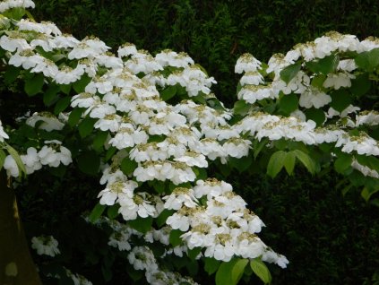 viburnum plicatum watanabe japanse sneeuwbal