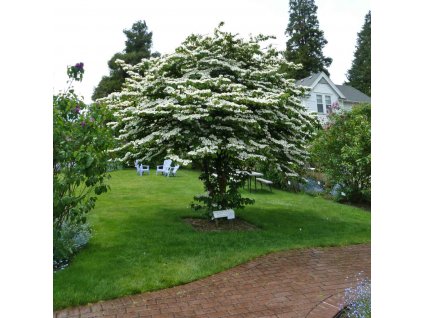 viburnum mariesii