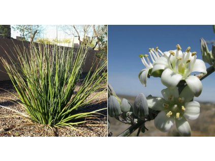 Hesperaloe funifera Giant Hesperaloe