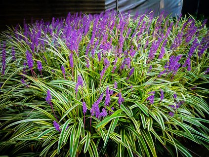variegated liriope 1 1