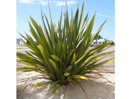 phormium tenax lin de nouvelle zelande vert